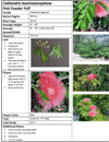 shrubs